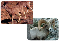 Mule Deer and Desert Bighorn Sheep