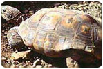 Deseret Tortoise