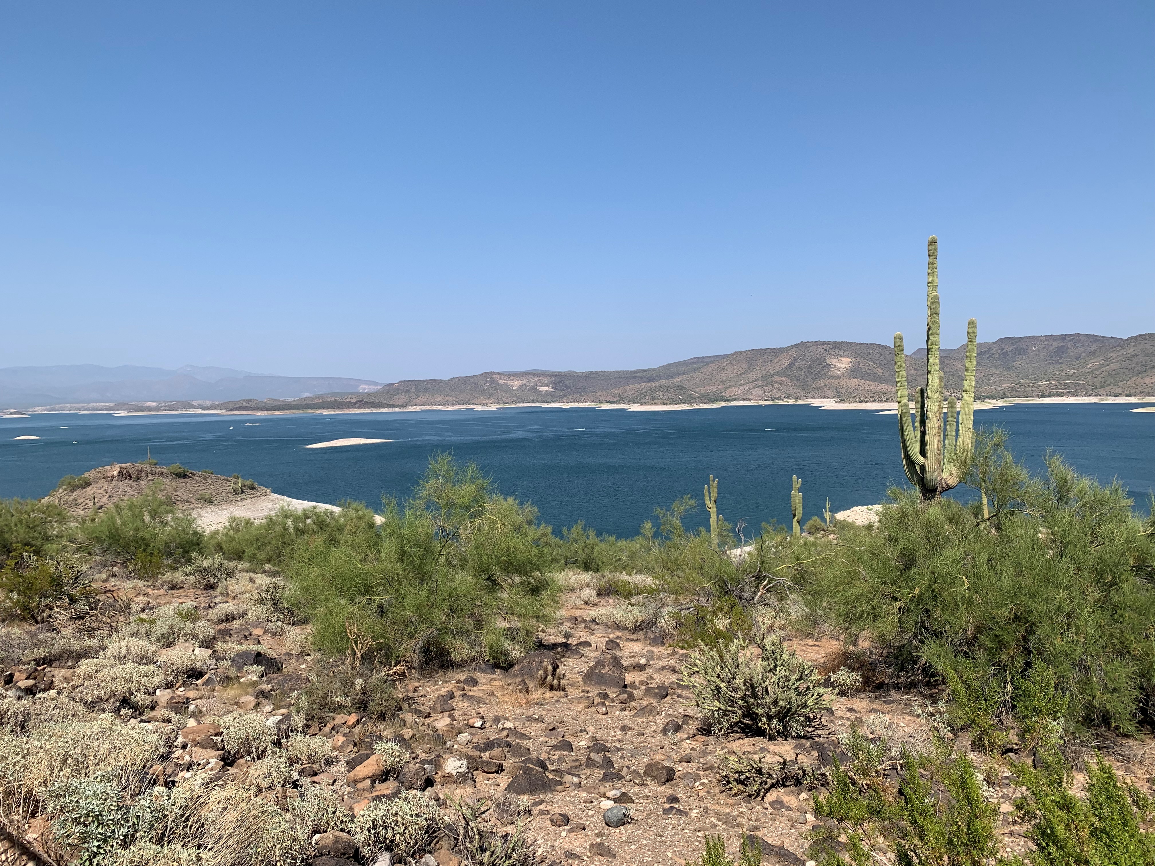 Saguaro Cactus with Lake Mead in the Background
