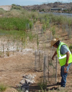 Realty Specialist Jason Kirby checks the growth on a cottonwood tree