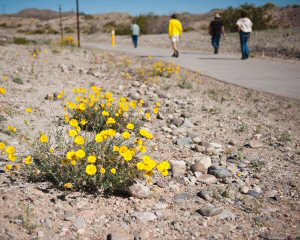 desert sunflower on Laughlin Trail