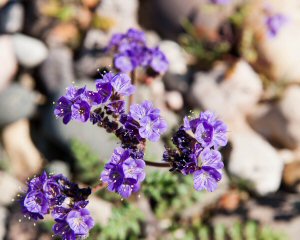 notch leafed phacelia