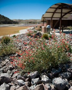 desert globemallow