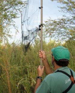 Joe Kahl straightens a mist net at Beal Lake, Havasu National Wildlife Refuge, in this file photo from 2010.