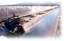 Photo of Sprinkler irrigation for germination of lettuce 