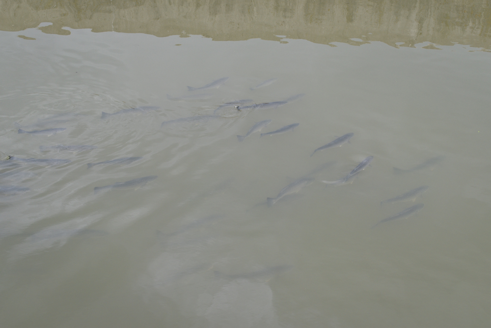 School of striped bass