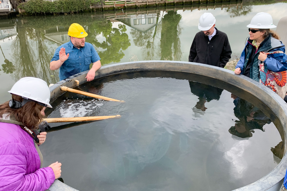 Striped bass in holding tanks at Reclamation’s Tracy Fish Collection Facility on April 2, 2019 (USBR photo by Todd Plain/Released)