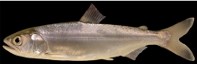 picture of a chinook salmon in smolt stage
