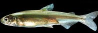 picture of a delta smelt, adult cultured
