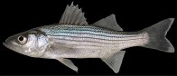 picture of a striped bass young adult
