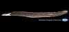 American eel, Anguilla rostrata