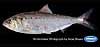 American shad