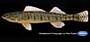 Bigscale logperch