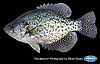 Black crappie