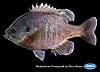 Bluegill