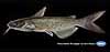 Channel catfish