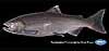Chinook salmon