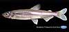 Delta smelt, adult, 60 mm total length