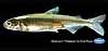 Delta smelt, adult, cultured, 66 mm fork length