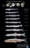 Delta smelt (life stages development)