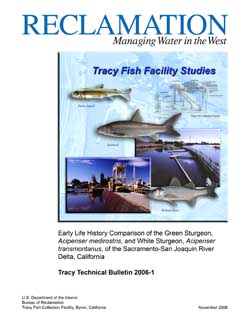 Images comparing same life stages of green and white sturgeon larvae. Life stages are based on Dettlaff, et al., (1993).