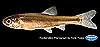 Fathead minnow, female