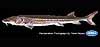 Green sturgeon (adult, 150 cm total length)