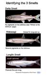 Identifying the three smelts: Delta, Wakasagi and Longfin