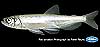 Longfin smelt (adult, 75 mm)