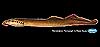 Pacific lamprey (adult)