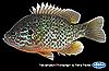 Pumpkinseed