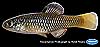 Rainwater killifish