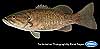 Smallmouth bass
