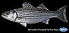 Striped bass (adult)