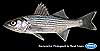Striped bass (young adult 20 cm total length)