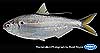 Threadfin shad (adult, 12 cm total length)