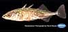 Threespine stickleback (adult)