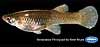 Western mosquitofish (female)