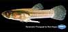 Western mosquitofish (male)