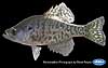 White crappie