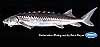 White sturgeon (adult, 100 cm total length)