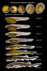 FIGURE 1 - Green sturgeon eggs, larvae, and prejuveniles. Green sturgeon eggs were provided by Joel
Van Eenennaam, UCD, and incubated at 15.5 °C at the TFCF. TL = total length. Photographs are not to scale.