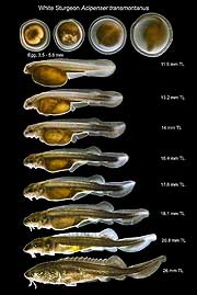 Figure 2 - White sturgeon eggs, larvae, and prejuvenile. Eggs provided by Stoltz Sea Farm, Galt, California. Eggs and larvae incubated at 16 °C and raised at the TFCF at 18 - 19 °C. TL = total length. Photographs are not to scale.
