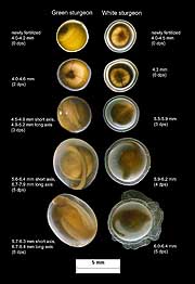 Comparing the eggs of green (left) and white (right) sturgeons. Green sturgeon eggs were provided by Joel Van Eenennaam, UCD, and incubated at 15.5 °C. White sturgeon eggs were provided by Stoltz Sea Farm, Galt, California, and incubated at 16 °C. Eggs developed and were photographed at the TFCF at 18 - 19 °C. dps = days post spawn.
