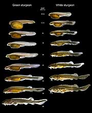 Images comparing same-sized larval green (left) and white (right) strugeons. Specimens were
raised at 20°± 1 °C at the TFCF. mm TL = millimeters total length.