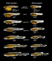 Images comparing same life stages of green and white sturgeon larvae. Life stages are based on Dettlaff, et al., (1993).
