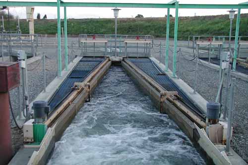 Vertical screen from upstream at Red Bluff Research Pumping Plant in Red Bluff, California. Photo by Sandy Borthwick.