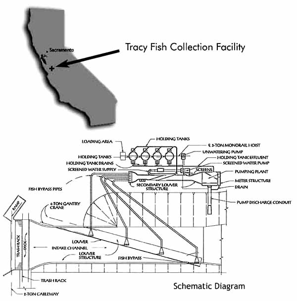 map and schematic diagram of the Tracy Fish Collection Facility. Fish enters the facility from the left