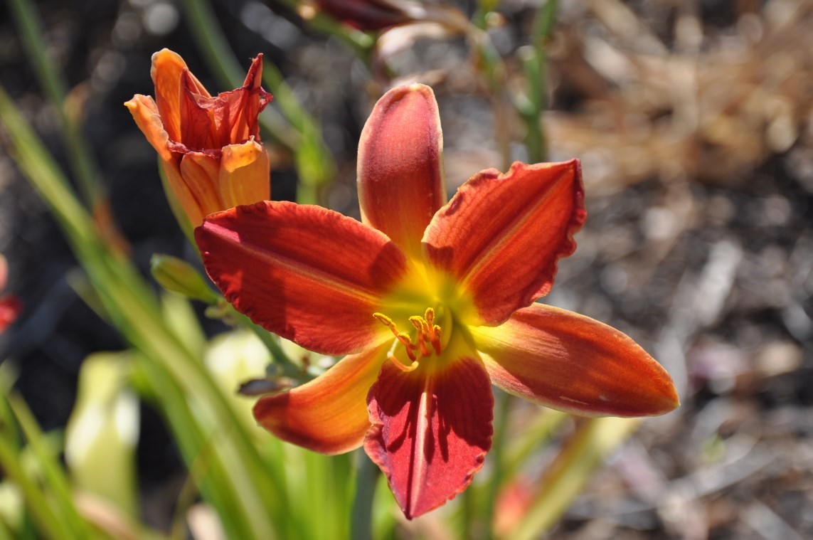 Springtime garden at American River Water Education Center  