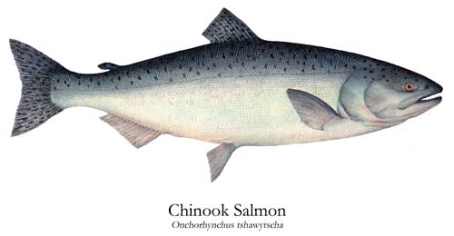 Non-interactive drawing of Chinook Salmon (Onchorhynchus tshawytscha)